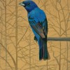 bluebird in branches